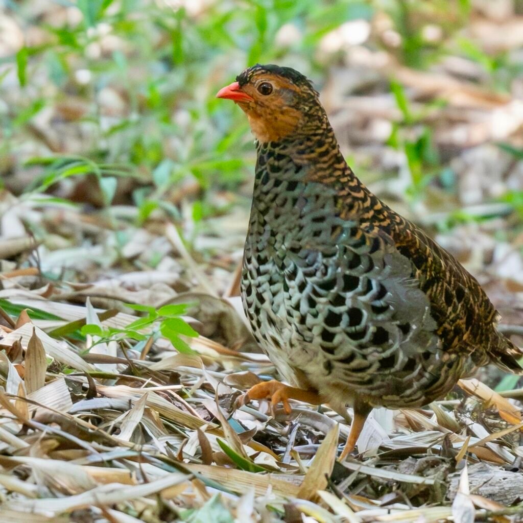 Udzungwa forest partridge photographed in Udzungwa Mountains National Park