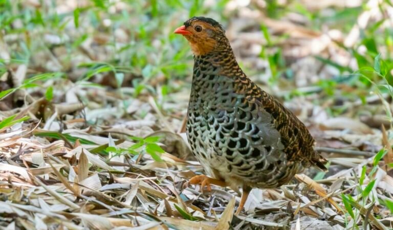 Udzungwa forest partridge, a bird found only in the Udzungwa Mountains National Park, Tanzania