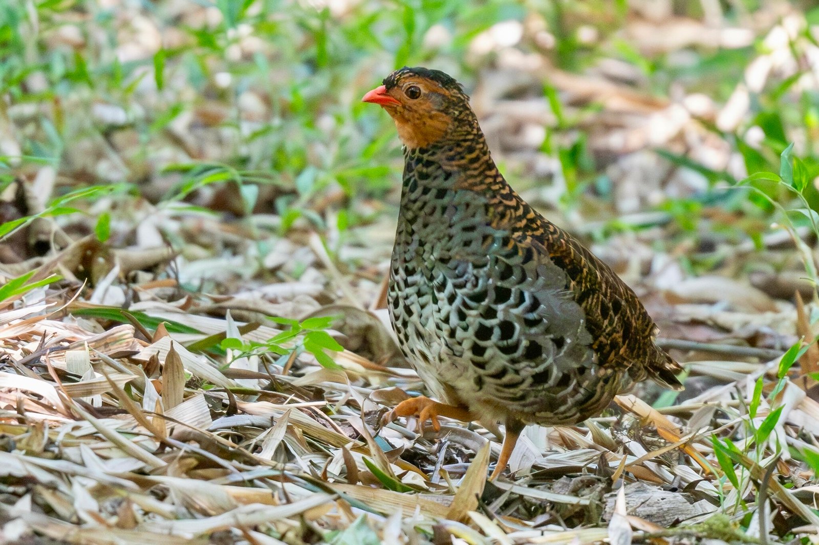 Udzungwa Mountains National Park Fees