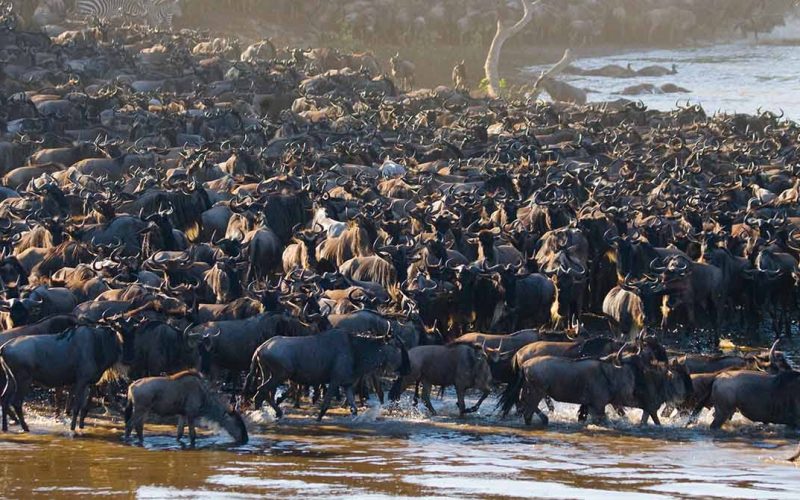 Great Migration Safari Packages, Wildebeest Migration Safari Packages 2024/2025, When is the best time to see the Great migration, What to Do - Tanzania in September: Safari Adventures: Embark on game drives in renowned national parks, such as the Serengeti and Tarangire, for unparalleled wildlife encounters. Hot Air Balloon Safari: Experience the Serengeti from a unique perspective with a hot air balloon safari, providing breathtaking views of the landscapes and wildlife below. Cultural Encounters: Visit local Maasai villages to gain insight into traditional Tanzanian cultures. Participate in cultural activities and learn about their way of life. What to Bring - Tanzania in September: Lightweight Clothing: Pack breathable and lightweight clothing suitable for warm daytime temperatures. Binoculars and Camera: Enhance your safari experience with binoculars for wildlife spotting and a camera to capture the incredible moments. Sun Protection: Bring sunscreen, a hat, and sunglasses to protect yourself from the strong African sun. Accommodations: Luxury Lodges: Experience the ultimate in comfort and luxury with lodges such as Singita Sasakwa Lodge and Four Seasons Safari Lodge Serengeti. Mid-Range Camps: Explore mid-range options like Asilia Africa camps, providing a balance between comfort and affordability. Budget-Friendly Options: For budget-conscious travelers, consider camps like Kati Kati Tented Camp, offering a more affordable yet authentic safari experience. Events in Tanzania in September: Mwaka Kogwa Festival: Experience the Mwaka Kogwa Festival in Zanzibar, a celebration that includes traditional music, dance, and rituals, offering a unique cultural experience. Safari Rally: Motorsport enthusiasts can witness the thrilling Safari Rally, an international event that showcases the beauty of Tanzanian landscapes. FAQs - Tanzania in September: Is September a good time for a safari in Tanzania? Yes, September is an excellent time for a safari, especially to witness the Great Migration in the Serengeti. Are there any health precautions to take? Consult with a healthcare professional for malaria prevention, and ensure you have necessary vaccinations. What should I wear on safari in September? Pack lightweight, neutral-colored clothing and comfortable walking shoes. Don't forget a hat and sunscreen. In conclusion, Tanzania in September offers a unique blend of wildlife wonders, cultural experiences, and favorable weather conditions. Whether you're an avid safari-goer, a beach lover, or a cultural explorer, Tanzania in September promises an unforgettable adventure in the heart of East Africa. Plan ahead, pack wisely, and get ready to immerse yourself in the magic of this diverse and captivating destination.