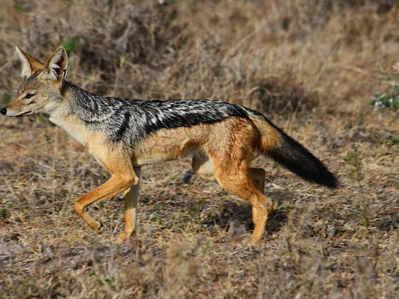 Fascinating Facts About the Black-Backed Jackal, What to Expect on a Solo Safari in East Africa, What is Safari, Ngorongoro in July, Best 1 Week Tanzania Safaris