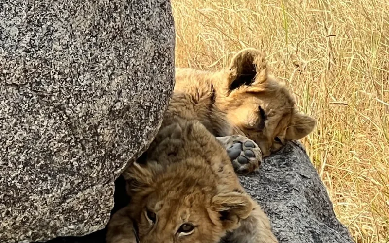 Classic African Safaris, Why we only offer private safaris, Fastest Animals in the World