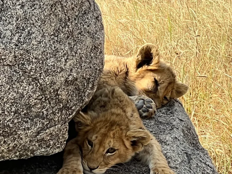 Classic African Safaris, Why we only offer private safaris, Fastest Animals in the World Classic African Safaris, Why we only offer private safaris, Fastest Animals in the World
