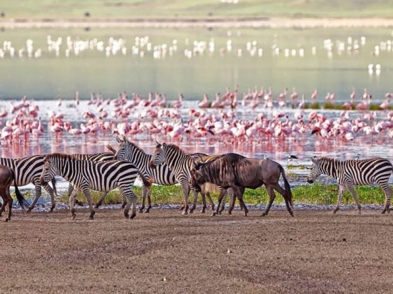 bird watching in Lake Manyara National Park, Luxury First Time African Safaris, Tips on How to Book an Affordable African Safari, Best Tanzania All-Inclusive Safari Tours