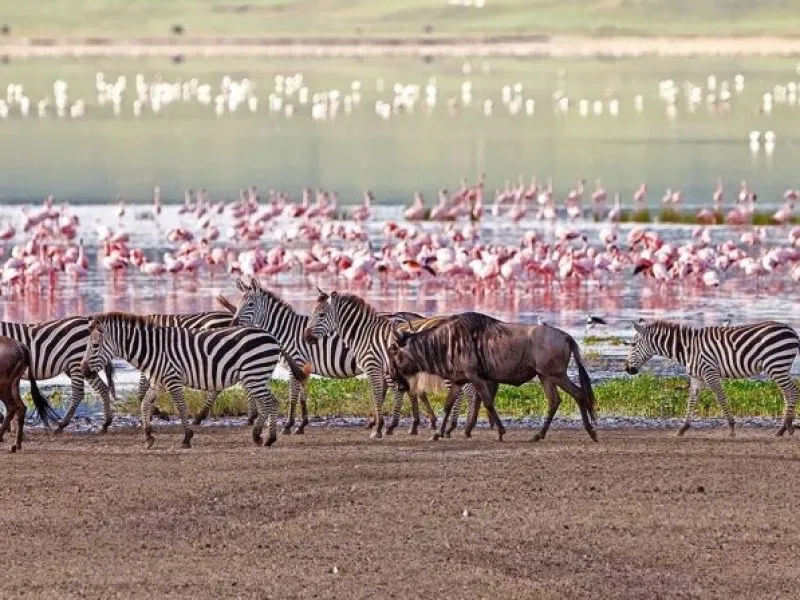 bird watching in Lake Manyara National Park, Luxury First Time African Safaris, Tips on How to Book an Affordable African Safari, Best Tanzania All-Inclusive Safari Tours, Best Time for Photography7-Day Tanzania Safari Tours Safaris in Tanzania, All-inclusive Tanzania Safari, The Ultimate Safari Photography Guide by Season, Reasons to go on a Tanzania Safari, Must-Try Activities in Tanzania for First-Time Travelers, Best Time to Visit Ngorongoro Crater, Best Safari Locations in Africa for an Unforgettable Wildlife Adventure, Why You Should Travel With a local Safari Operator, What makes the Ngorongoro Crater worth visiting?, African Wildlife Safari Destinations, Reasons Why a Safari is an Unmissable Travel Experience, Things to Do in Tanzania, 11-Day Bespoke Tanzania Safari & Beach Experience, Lake Manyara National Park, Things You Need to Know About a Tanzania Safari, 7-Day Best of Africa Safari