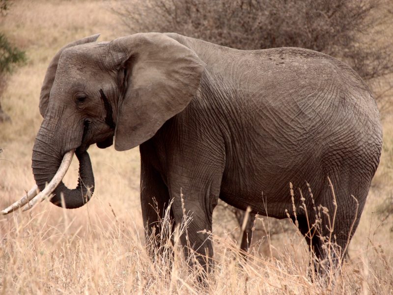 Safari Tours in Northern Tanzania, 5 Days Safari In Tanzania Off The Beaten Track, 4-Day Tanzania Mid Range Safaris, Wildebeest Migration Safari Packages, 10 Reasons Why You Should Visit Tarangire National Park, Tarangire National Park, Why should Tanzania be on your bucket list? A step-by-step guide for planning adventure travel, 10 interesting facts about elephants, The 15 Smartest Animals in the World, How to Get to Tarangire National Park, The 20 Cutest Animals in the World (With Photos), The most endangered animals in Africa, Wildebeest Migration Packages, Top 10 Best Tourist Attractions in Tanzania, What are the Big 5 Animals on a Tanzania Safari?