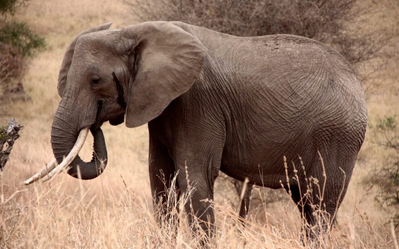 Tanzania Off The Beaten Track Safari - Safari Tours in Northern Tanzania, 5 Days Safari In Tanzania Off The Beaten Track, 4-Day Tanzania Mid Range Safaris, Wildebeest Migration Safari Packages, 10 Reasons Why You Should Visit Tarangire National Park, Tarangire National Park, Why should Tanzania be on your bucket list? A step-by-step guide for planning adventure travel, 10 interesting facts about elephants, The 15 Smartest Animals in the World, How to Get to Tarangire National Park, The 20 Cutest Animals in the World (With Photos), The most endangered animals in Africa, Wildebeest Migration Packages, Top 10 Best Tourist Attractions in Tanzania, What are the Big 5 Animals on a Tanzania Safari?