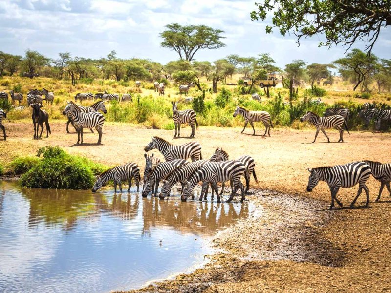 Practical Information For Tanzania Safari, Arusha National Park Day Trip, Best Time To Visit Lake Manyara, Best Places to See Zebras in Tanzania, Tanzania in May: Weather, Tips and More, Tanzania Travel Seasons, Tanzania Weather, Ngorongoro Crater Safari Cost, Why Green Season is the Best Time for a Safari, Exploring Serengeti in June: A Comprehensive Guide, Serengeti in March, Ngorongoro in January, Ngorongoro in March, How to Get to Ngorongoro Crater, What Animals Will I See on Safari in Tanzania?, 8 Must-Know Serengeti Safari Tips, Top 5 Reasons to Give Green Season the Green Light, Why Africa Should Be Your Next Travel Destination, Arusha National Park Travel Guide, Unforgettable Tanzania Wildlife Encounters