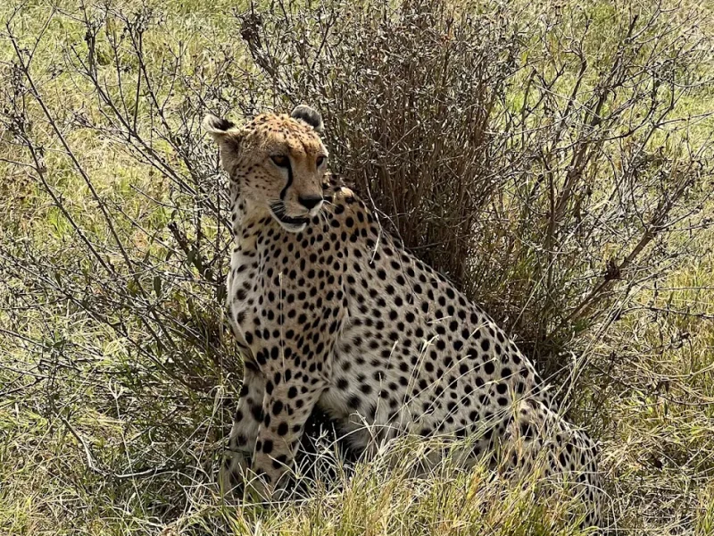 Safari in Tanzania, The best walking safaris in Tanzania Safari in Tanzania, The best walking safaris in Tanzania