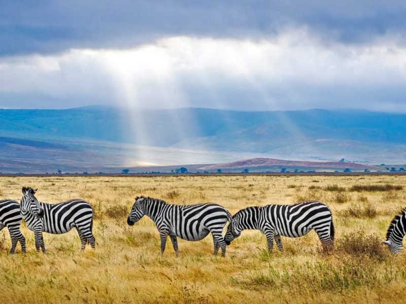 Serengeti National Park - UNESCO World Heritage Centre, African Dream Safaris