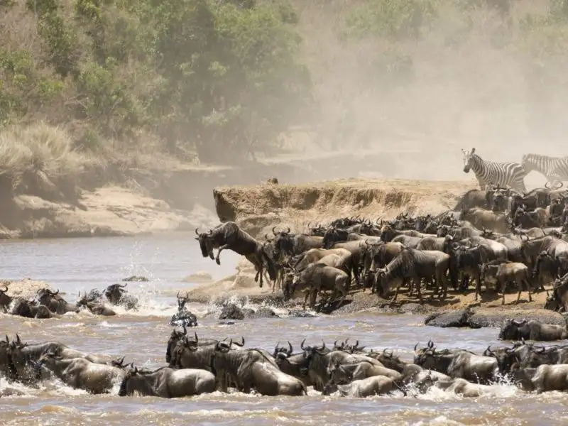Tanzania Great Migration Safari Packages, Wildebeest Migration Safari Packages, 6-Days Serengeti Wildebeest Migration Safari, All You Need To Know About The Great Migration, Interesting Facts About the Great Wildebeest Migration, 8-Days Luxury Tanzania Great Migration Safari, 6-Day Western corridor Wildebeest Migration Safari, 10-Days Serengeti Wildebeest Migration Safari, 10-Days Serengeti Wildebeest Migration Safari, Western Corridor Wildebeest Migration Safari, Tanzania in June