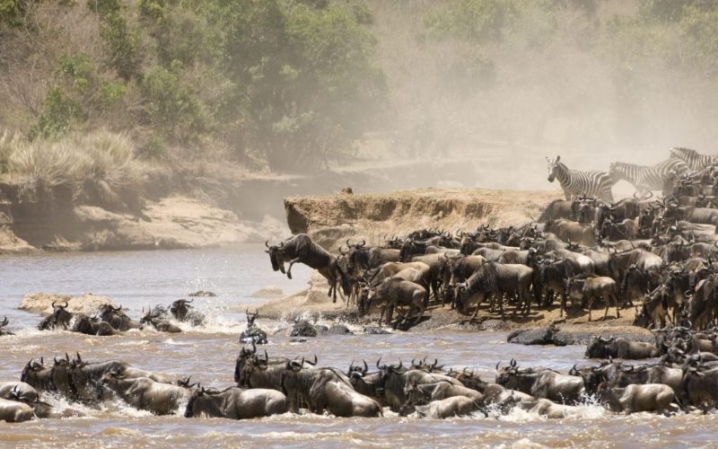 African Safari Experience - Serengeti Wildebeest Migration Safari Itinerary - 8-Day Enthralling Serengeti Wildebeest Migration Safari - Kenya and Tanzania: Epic Great Migration Safari - Tanzania Great Migration Safari Packages, Wildebeest Migration Safari Packages, 6-Days Serengeti Wildebeest Migration Safari, All You Need To Know About The Great Migration, Interesting Facts About the Great Wildebeest Migration, 8-Days Luxury Tanzania Great Migration Safari, 6-Day Western corridor Wildebeest Migration Safari, 10-Days Serengeti Wildebeest Migration Safari, 10-Days Serengeti Wildebeest Migration Safari, Western Corridor Wildebeest Migration Safari, Tanzania in June, 10 best Great Migration tour packages, Discover the World's Most Spectacular Animal Migrations, Complete Guide to a Wildebeest What to Expect on Your Serengeti Safari Migration Safari, Wildebeest Migration Safari Travel Advice