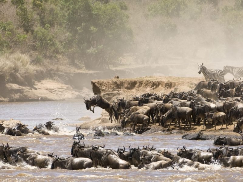 Tanzania Great Migration Safari Packages, Wildebeest Migration Safari Packages, 6-Days Serengeti Wildebeest Migration Safari, All You Need To Know About The Great Migration, Interesting Facts About the Great Wildebeest Migration, 8-Days Luxury Tanzania Great Migration Safari, 6-Day Western corridor Wildebeest Migration Safari, 10-Days Serengeti Wildebeest Migration Safari, 10-Days Serengeti Wildebeest Migration Safari, Western Corridor Wildebeest Migration Safari, Tanzania in June, 10 best Great Migration tour packages, Discover the World's Most Spectacular Animal Migrations, Complete Guide to a Wildebeest What to Expect on Your Serengeti Safari Migration Safari, Wildebeest Migration Safari Travel Advice, Serengeti Wildebeest Migration Guide