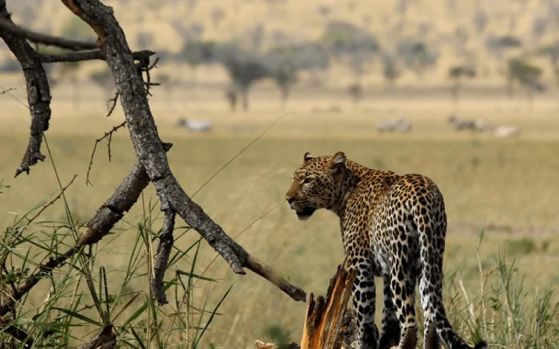 Singita Sasakwa Lodge, Serengeti, Tansania, Can Senior Travellers Go on African Safaris?, Making the Most of Your Next African Safari Vacation, Is an African Safari Worth It? What You Need to Know, Fastest Animals in the World