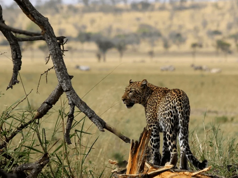 Singita Sasakwa Lodge, Serengeti, Tansania, Can Senior Travellers Go on African Safaris?, Making the Most of Your Next African Safari Vacation, Is an African Safari Worth It? What You Need to Know, Fastest Animals in the World Singita Sasakwa Lodge, Serengeti, Tansania, Can Senior Travellers Go on African Safaris?, Making the Most of Your Next African Safari Vacation, Is an African Safari Worth It? What You Need to Know, Fastest Animals in the World