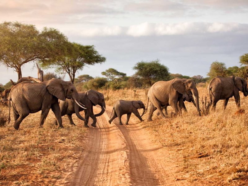Our top five hotels & lodges for Family Safaris in Tanzania, Best Elephant Safari Tours in Africa, Best Places to See Elephants in Africa, Best Things to Do in Tarangire National Park, Endangered Animals You Might See on Safari
