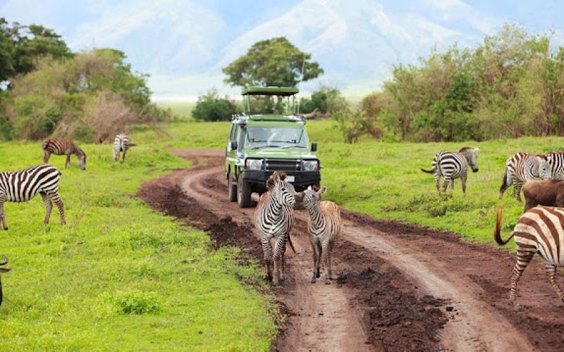 How to Book a Sustainable African Safari: Ultimate Guide, 8-Day Tanzania Family Safari Vacations, What to Expect from a Mid-Range Safari in Tanzania, Should You Travel Solo on an African Safari?, Once-in-a-Lifetime African Safari Vacations, Authentic African Safaris, Luxury Fly-in & Fly Out Safaris, Tanzania Entry Requirements: Everything You Need to Know, Why Are African Safaris So Expensive? Unveiling the Hidden Costs, 1 Week Tanzania Safari Itinerary (Ultimate guide & Costs), Top 10 Activities While on Safari, Serengeti Walking Safari