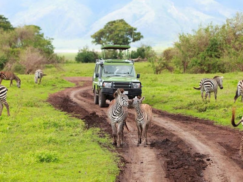 How to Book a Sustainable African Safari: Ultimate Guide, 8-Day Tanzania Family Safari Vacations, What to Expect from a Mid-Range Safari in Tanzania, Should You Travel Solo on an African Safari?, Once-in-a-Lifetime African Safari Vacations, Authentic African Safaris