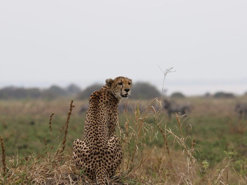 5-Day Fly-in & Fly-out Serengeti Luxury Safari - How to Choose an Ethical African Safari Experience, Discover Tanzania, Wild Animals You Must See on African Safari, Overland African Safari Tours, Best Places to See Leopards in Africa, 10 Interesting Facts About Leopards, 10 Best East African Tour Companies & Operators, Best Safari in Africa, Where to Spot African Big Cat on Safaris, African Safari Experts, Northern Tanzania Safaris, 2-week Tanzania itinerary, Active Tanzania Adventures, Tanzania Private Safari Tours, Grand East African Safari, Why Go on an All-Inclusive Safari & What's Included, Best Places to See Cheetahs in Africa, Authentic Tanzania Safari Experiences, Tanzania National Parks & Game Reserves, How to Plan a Budget-Friendly Safari in East Africa, Fastest Land Animals in the World, Luxury Big Five Safari in Tanzania