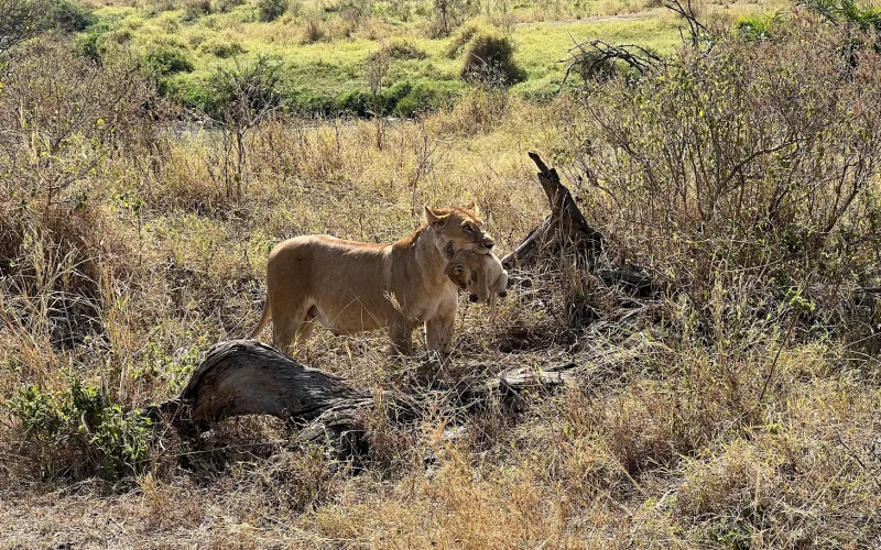 Top Tanzania Safaris, Making the Most of Your Next African Safari Vacation