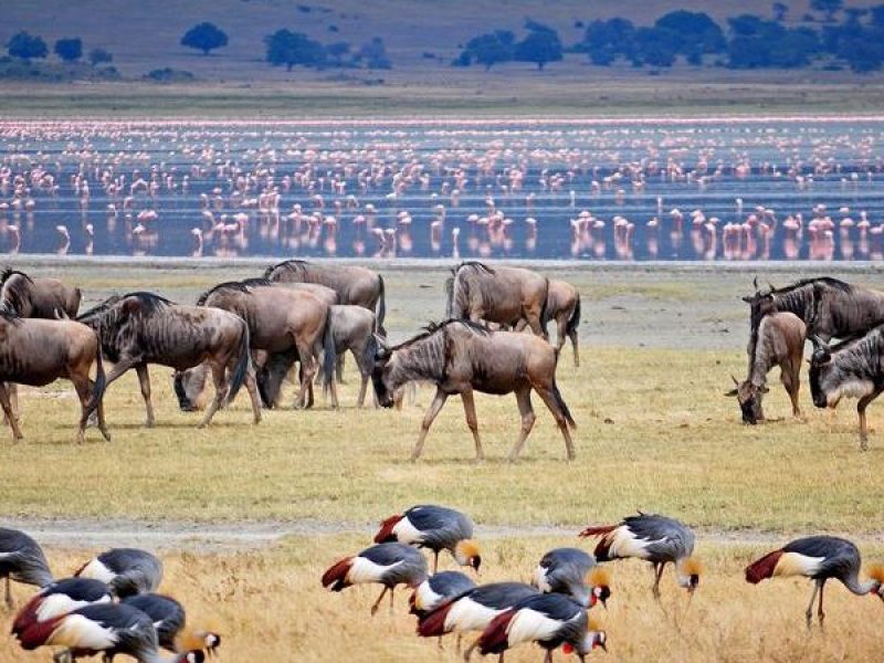 bird watching Safaris, How Safe Is an African Safari?