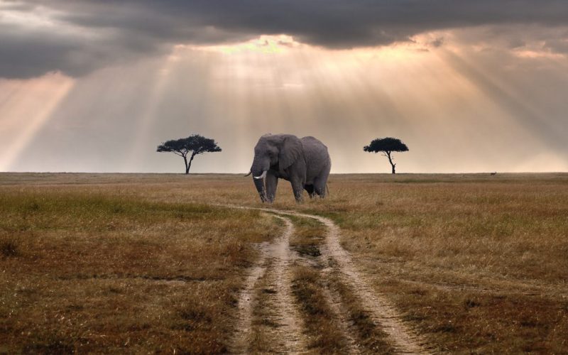 Affordable Tanzania safari packages, Best Serengeti Safari Tours, Best Time To Visit Tarangire, 8 Days Best Northern Tanzania Safari, The Seven Natural Wonders of Africa – A Journey Through Nature’s Greatest Marvels, Discover the Wonders of a Tanzania Wildlife Safari