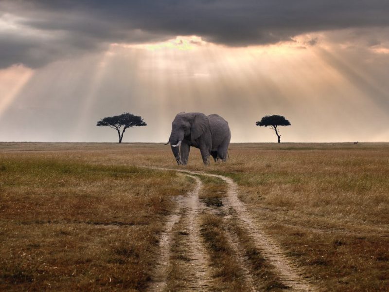 Affordable Tanzania safari packages, Best Serengeti Safari Tours, Best Time To Visit Tarangire, 8 Days Best Northern Tanzania Safari