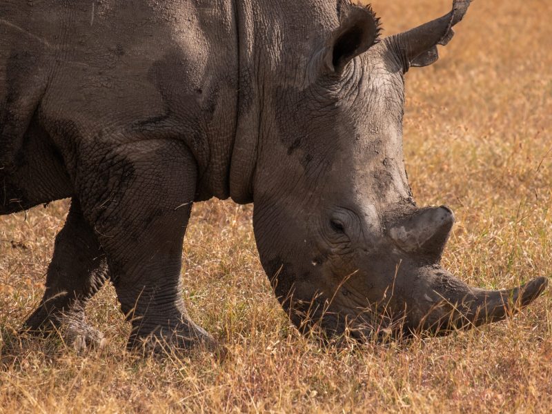 Fascinating Facts About the Black Rhino, Mind-blowing facts about the Big Five of Africa, All-inclusive Tanzania Safari, Best Places to See the Big 5 on Safari in Africa, Rhino Africa: Book African Safaris, Tours & Experiences