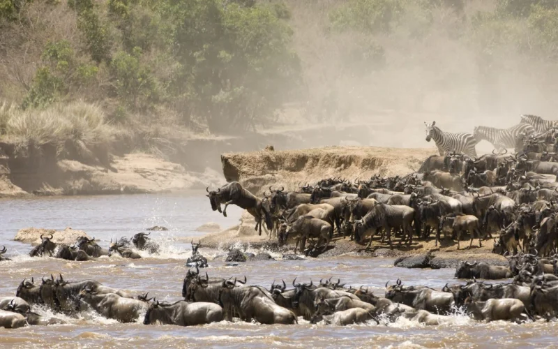 The great migration in Serengeti National Park, Tanzania. Serengeti wildebeest migration explained with moving map. Complete Guide to a Wildebeest Migration Safari, 4-Days Serengeti Migration Safari, 8 Must-Have Items to Take for Wildebeest Migration Safari, 8 Days Serengeti Migration Safari, Best Masai Mara Safari Tour Deals, Tips for Planning an African Great Migration Safari, 10 Reasons Why You Should See The Great Migration Safari in Tanzania, Tips for Planning Your Wildebeest Migration Safari, Ultimate Complete Guide to Great Serengeti Wildebeests Migration., Tanzania in August, ultimate Tanzania safari, Best Things to Do in Serengeti National Park, Interesting Facts About the Serengeti National Park, 10 Reasons Why You Should Visit the Serengeti National Park, Climate and Weather in Serengeti National Park, Great Migration River Crossing, Serengeti in August, Witness the Great Migration in Serengeti in July, 10 Day Tanzania Great Migration Safari, The Great Migration: What, When, and Where?, How to Plan & Book a Wildebeest Migration Safari