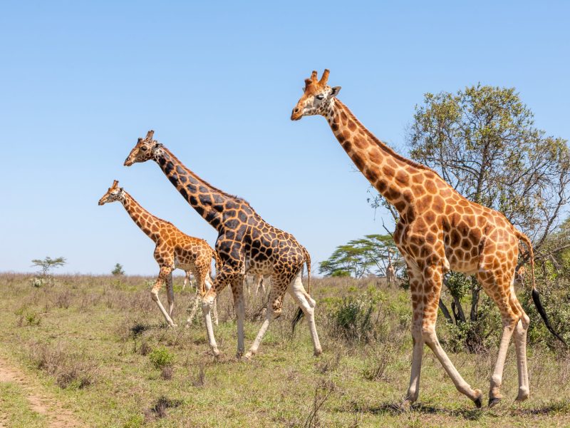 Fun Facts About Giraffes, Serengeti in December: Short Rain, Safari and Weather Tips, Serengeti in September, Serengeti in June: A Wildlife Paradise, A Complete Guide To African Safaris For Solo Travellers, Incredible Tanzania Safari, The 15 Largest Insects in the World (Biggest Bugs), 11 Alluring reasons to embark on a private safari, How To Plan a Serengeti Safari?, Luxury African Safari Destinations, 10 Reasons Why Feeding Wildlife Isn't Advisable, 6 Day Tanzania Closer To Nature, All-inclusive Safari, Serengeti National Park Entrance Fees
