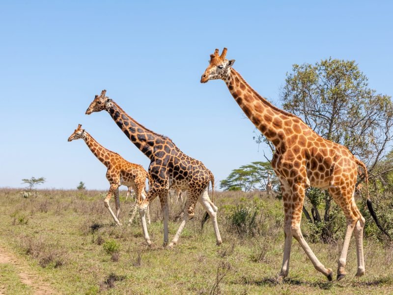 7-Day Ndutu Calving Season Serengeti Migration Safari - Nomad Tanzania - Incredible 5-Day Tanzania Safari Visit Cultural Tribe to Lake Eyasi - 10-Day Tanzania Safari and Zanzibar Holiday - Fun Facts About Giraffes, Serengeti in December: Short Rain, Safari and Weather Tips, Serengeti in September, Serengeti in June: A Wildlife Paradise, A Complete Guide To African Safaris For Solo Travellers, Incredible Tanzania Safari, The 15 Largest Insects in the World (Biggest Bugs), 11 Alluring reasons to embark on a private safari, How To Plan a Serengeti Safari?, Luxury African Safari Destinations, 10 Reasons Why Feeding Wildlife Isn't Advisable, 6 Day Tanzania Closer To Nature, All-inclusive Safari, Top 10 Best Reasons To Visit Arusha National Park, Tanzania Travel Guide, Magical Lesser-Known Safari Destinations in East Africa, How to Get to Arusha National Park – by Car & Flights, Tanzania safari destinations, How to Plan/Book an Affordable African Safari