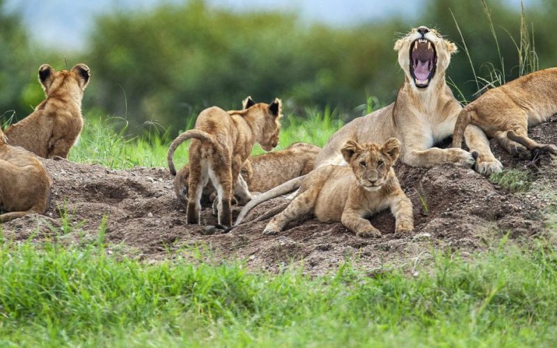 Lion Safari Tanzania Serengeti National Park, Best Time To Visit Tanzania (Month by Month), What to Consider When Planning Luxury Safari in Tanzania, Top Five Tanzania Safari Companies Ranking, BookAllSafaris | All-Inclusive Tanzania Safari, The African big five and where to find them in Tanzania, Tanzania Safari Safety, big five in Tanzania, 10 Wonderful Wildlife To See During Your Tanzania Safari, 10 Different Types of African Safaris, What Will Be The Most Thrilling Event In Your Tanzania Safari? Kilimanjaro Safari - Recommended Parks to Visit, Tanzania Safari Holidays 2023/2024, Tailor-Made African Safari Vacation, Simba Safari, Lion King Tanzania Safari, Adventure, Reviews, Trips, Best Places To See Hippos In Africa, Tanzania Safari Cost, 10 Interesting Facts About Lions: The Kings of the Savanna, 10 Fascinating Facts About African Big Cats