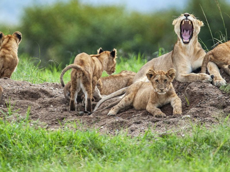 Lion Safari Tanzania Serengeti National Park, Best Time To Visit Tanzania (Month by Month), What to Consider When Planning Luxury Safari in Tanzania, Top Five Tanzania Safari Companies Ranking, BookAllSafaris | All-Inclusive Tanzania Safari, The African big five and where to find them in Tanzania, Tanzania Safari Safety, big five in Tanzania, 10 Wonderful Wildlife To See During Your Tanzania Safari, 10 Different Types of African Safaris, What Will Be The Most Thrilling Event In Your Tanzania Safari? Kilimanjaro Safari - Recommended Parks to Visit, Tanzania Safari Holidays 2023/2024, Tailor-Made African Safari Vacation, Simba Safari, Lion King Tanzania Safari, Adventure, Reviews, Trips, Best Places To See Hippos In Africa, Tanzania Safari Cost, 10 Interesting Facts About Lions: The Kings of the Savanna, 10 Fascinating Facts About African Big Cats, Fastest Land Animals in the World