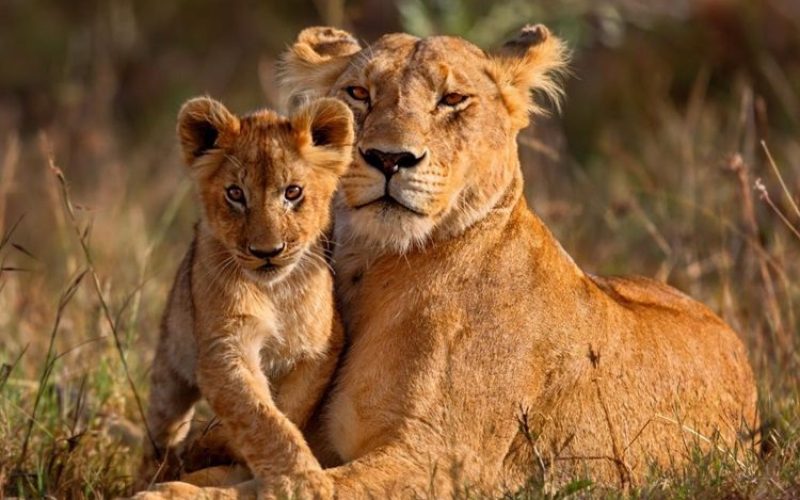Lion Safaris in Tanzania, Tanzania Northern Circuit Safari: 3 - 7 Day Best Northern Circuit Safari- Tanzania Safari, Wildlife Photography Tips for Your Next Tanzania Safari, Africa's most extraordinary wildlife experiences, A Complete Guide to a Lion Safari in Tanzania