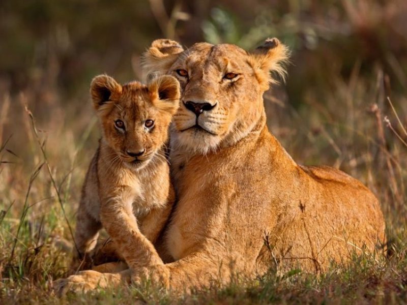 Lion Safaris in Tanzania,Tanzania Northern Circuit Safari: 3 – 7 Day Best Northern Circuit Safari- Tanzania Safari, Wildlife Photography Tips for Your Next Tanzania Safari, Africa’s most extraordinary wildlife experiences, A Complete Guide to a Lion Safari in Tanzania Lion Safaris in Tanzania, Tanzania Northern Circuit Safari: 3 - 7 Day Best Northern Circuit Safari- Tanzania Safari, Wildlife Photography Tips for Your Next Tanzania Safari, Africa's most extraordinary wildlife experiences, A Complete Guide to a Lion Safari in Tanzania