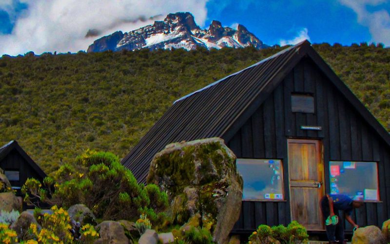 5 Days Marangu Route, Training for Kilimanjaro Treks, Giant Groundsel Plant on Mount Kilimanjaro, Reasons to Climb the Marangu Route