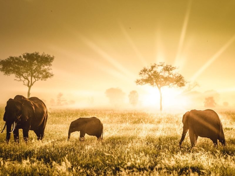 Mikumi National Park, Tanzania Safaris For Solo Travelers, How To Make Your Tanzania Safari Trip More Enthralling, Why Tanzania is the Perfect Honeymoon Destination, 4 Day Tanzania Safari, Budget Serengeti Safaris, Kenya Vs Tanzania: Which Is Better the African Safari?, Serengeti in April, Tanzania Safari in April