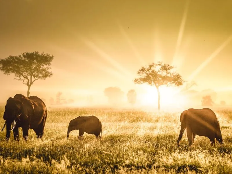 Mikumi National Park, Tanzania Safaris For Solo Travelers, How To Make Your Tanzania Safari Trip More Enthralling, Why Tanzania is the Perfect Honeymoon Destination, 4 Day Tanzania Safari, Budget Serengeti Safaris, Kenya Vs Tanzania: Which Is Better the African Safari?, Serengeti in April, Tanzania Safari in April