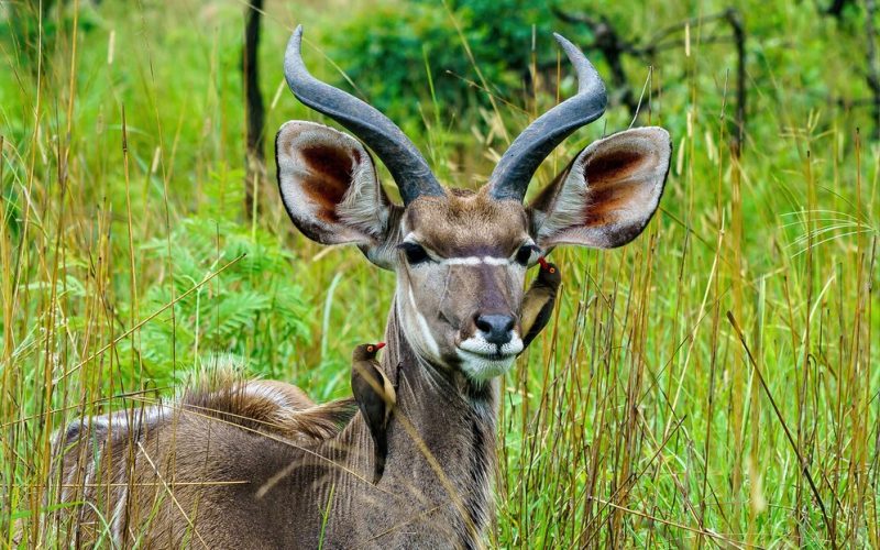 10 Fabulous Facts of the Greater Kudu (Tragelaphus Strepsiceros), Should You Travel Solo on an African Safari?, 10 Reasons to Visit Lake Manyara National Park, Horned Animals of Africa (Complete List), Ngorongoro in May, Ngorongoro in June, Ngorongoro in October, Most Amazing Ngorongoro Crater Animals to Spot, Nos programmes de safari en Tanzanie / Voyages Safari en Afrique