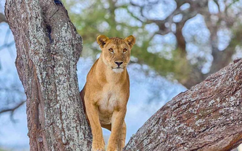 Tanzania Safari Tours - Make the Best of Your Journey, Tanzania Safari Packages, Tanzania Medium Safari Lodge, African Safari, A Solo Travellers Guide to Tanzania, Tanzania Group Joining Vs Private Safaris In Tanzania, How Many Days Should You Spend on an African Safari? Tipping In Tanzania Safari – How Much To Tip On Safari, Lake Manyara National Park