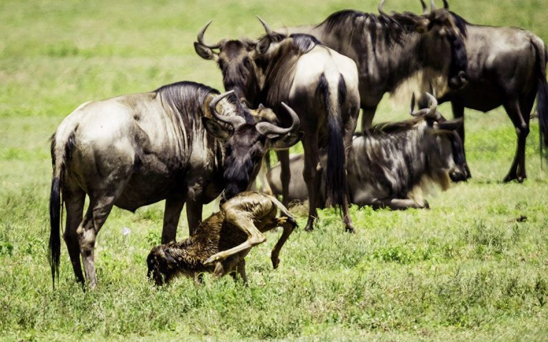 Migration calving season 8-day tour, Things You Need To Know About A Serengeti Safari, 10 Fascinating Facts About the Blue Wildebeest, Tanzania in February, Southern Serengeti, River Crossings vs Calving Season of the Great Migration in Tanzania, Reasons Why You Should Visit Ndutu, Best Things to Do in Ndutu, Serengeti in February, Tips to See the Best of the Great Migration Calving Season, Why You Should Go on a Tanzania Safari During the Calving Season, Tanzania Safari in January