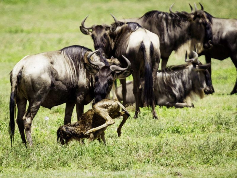 Migration calving season 8-day tour, Things You Need To Know About A Serengeti Safari, 10 Fascinating Facts About the Blue Wildebeest, Tanzania in February, Southern Serengeti, River Crossings vs Calving Season of the Great Migration in Tanzania, Reasons Why You Should Visit Ndutu, Best Things to Do in Ndutu, Serengeti in February, Tips to See the Best of the Great Migration Calving Season, Why You Should Go on a Tanzania Safari During the Calving Season