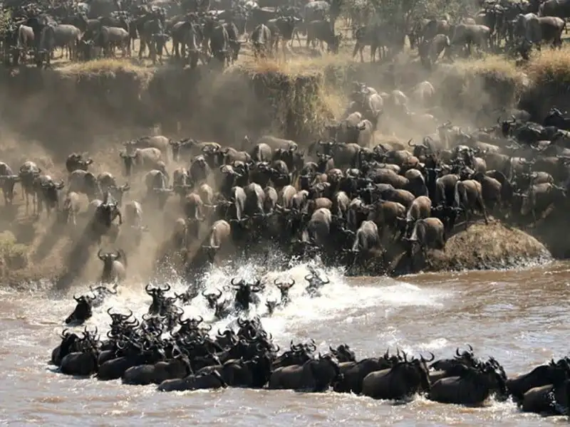 Wildebeest Migration Safari Packages, 5-Day Serengeti Migration Safari, 11 Days The Greatest Serengeti Wildebeest Migration Safari, All you need to know to plan an epic Serengeti Safari, 6-Days Serengeti wildebeest Migration Safar